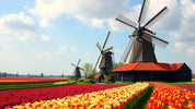 "Discover the Top Dutch Destinations: From Historic Windmills to Vibrant Tulip Fields"